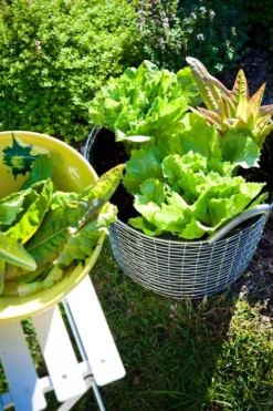 Korbo Classic 24 Metallikori, Galvanoitu -Muuto HalpaShop Classic 24 Lettuce 1