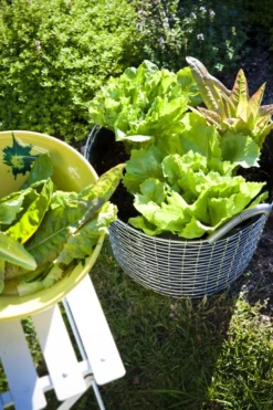 Korbo Classic 24 Metallikori, Haponkestävä Teräs -Muuto HalpaShop Classic 24 Lettuce