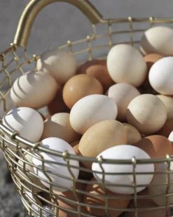 Korbo Bin 16 Metallikori , Messinki 10 Korbo Bin 16 Metallikori , Messinki -Muuto HalpaShop Easter Egg Bin 16 Brass